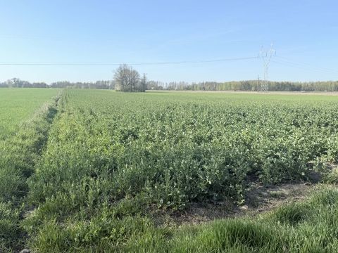 Sprzedaż Gospodarstwo Krubin, pow. gostyniński