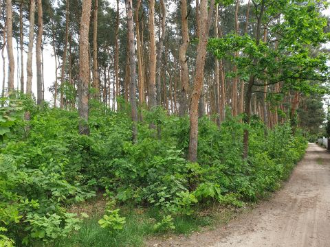 Sprzedaż Działka Wawer, Warszawa