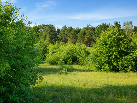 Sprzedaż Działka Jeruzal, pow. skierniewicki